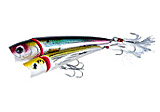 Creek Chub