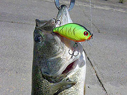 Ни рыбьи зубы, ни «предметы интерьера» не способны существенно повредить воблеру