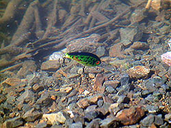 Воблер Fat Free Shad отлично подходит для прочесывания глубин