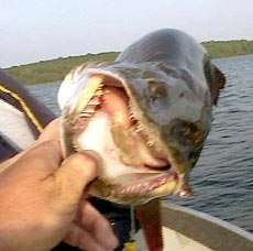 Вы уже определились с выбором правильных приманок? 