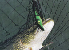 Приговор «окуню» был вынесен весной 2004 года в Слеммерне