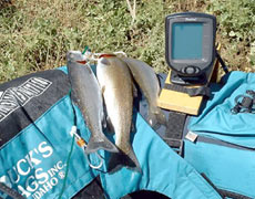 Электронный рыболов