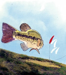 Водоемы и места, наиболее пригодные для ловли на воблер