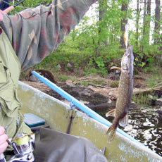 RYOBI с самого старта сезона при одинаковом употреблении обеих катушек казалась по крайней мере не хуже чем DAM.