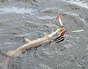 Первый трофей с найденного свала.