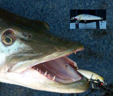 Выбор предпочтительного времени ловли