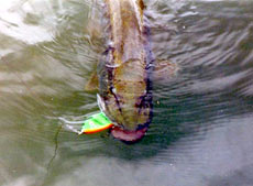 Непосредственно у самой лодки быстро измените курс приманки на 90 градусов