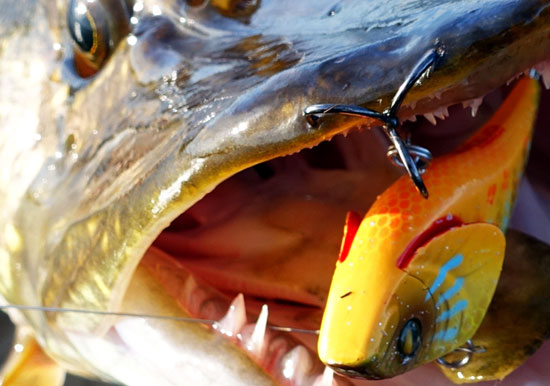 рыбалка на раттлины